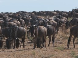 Bologonja_Seronera2009-19